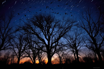 A stunning long - exposure shot of barren trees against the back, a Nature Photo by designvectx