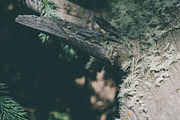 Forrest Tree Textures Bundle, a Nature Photo by Stephanie Mikuls (Thumbnail 2 of 5)