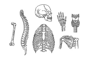 Human Skeleton Structure, a Healthcare Illustration by Tettygreen