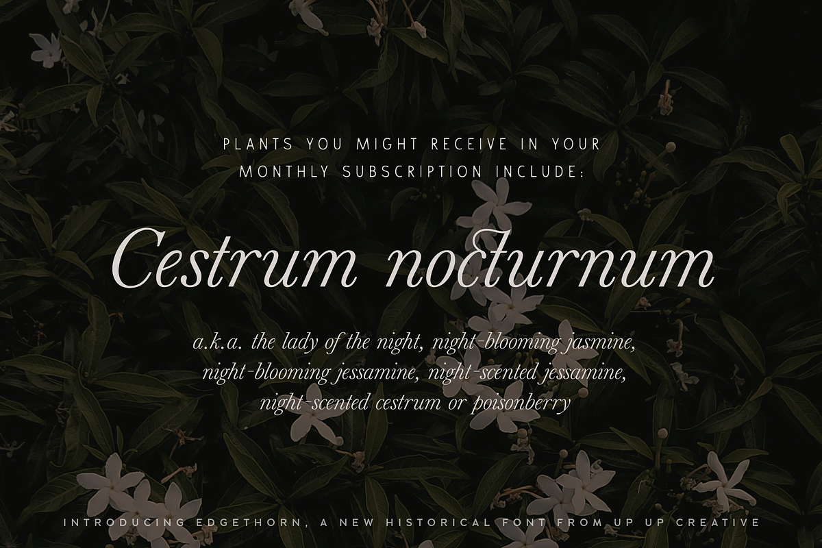 Edgethorn Italic Serif Font, a Serif Font by Up Up Creative (Photo 12 of 17)