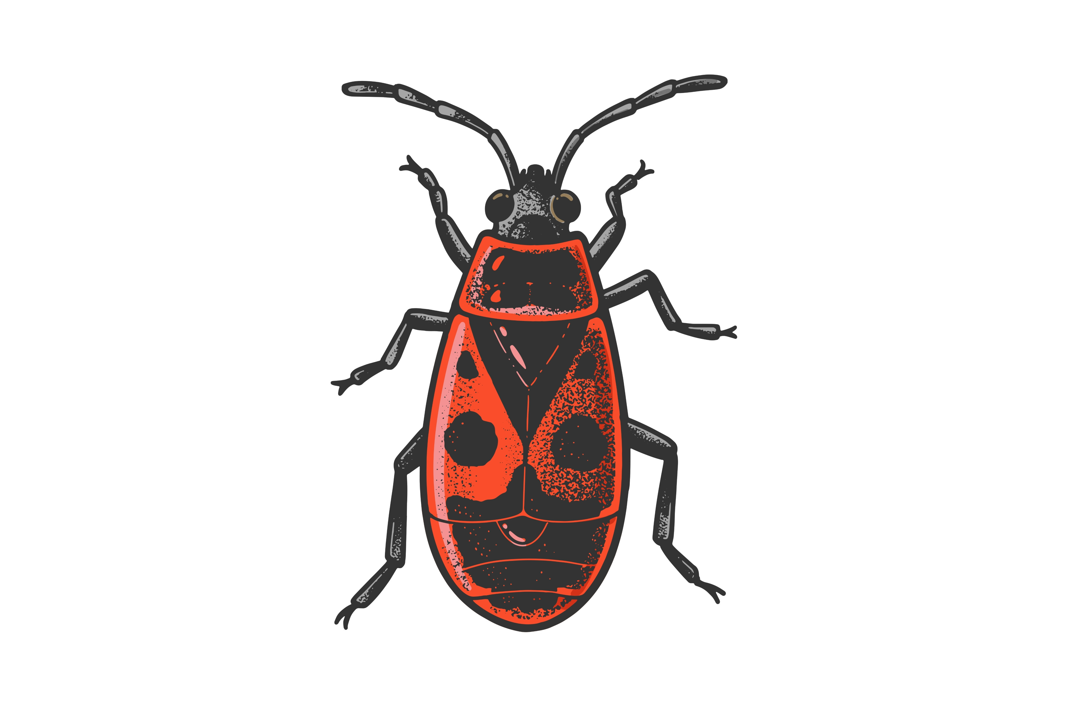 firebug beetle bug sketch vector, an Animal Illustration by AlexArt