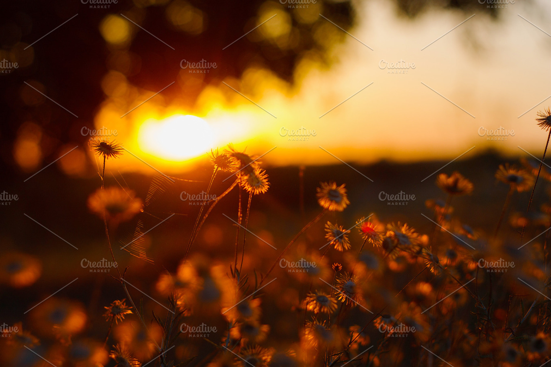 Flowers in sunset light featuring flowers, flower, and sunset, a Nature Photo by odpium