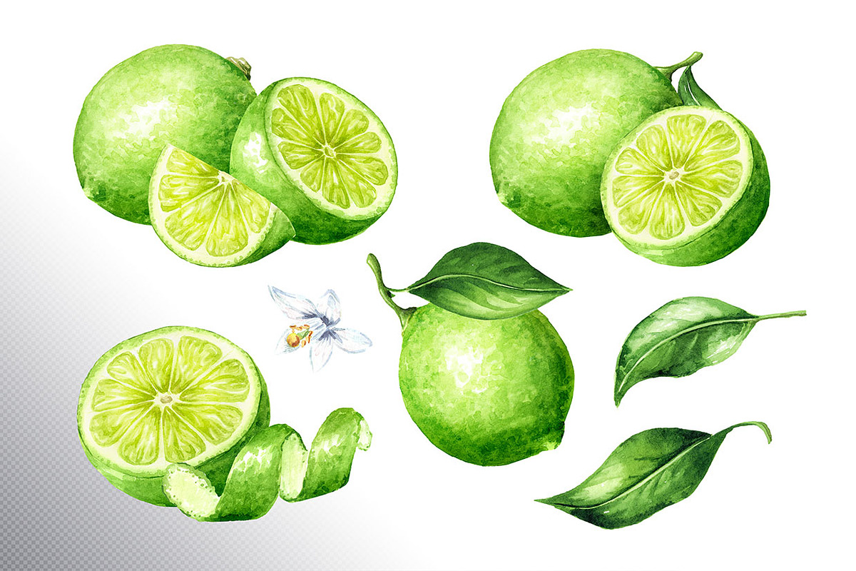 Lime citrus. Watercolor collection, a Food Illustration by Daria Ustiugova (Photo 6 of 21)