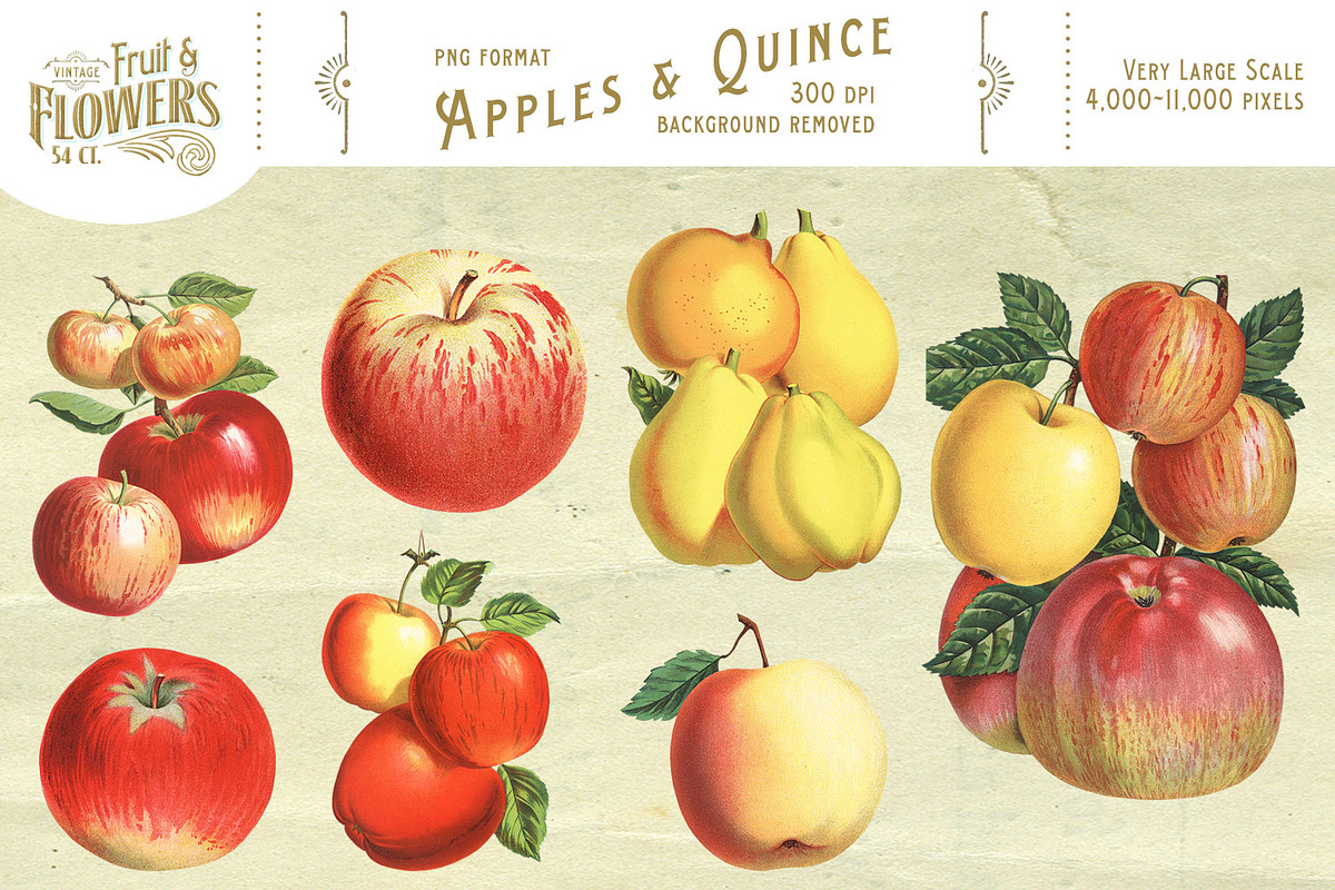 MASSIVE Vintage Fruit and Flowers, an Object Graphic by Eclectic Anthology (Photo 5 of 12)