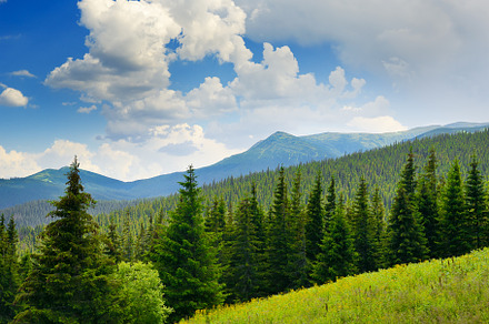 Beautiful pine trees on background high mountains., a Nature Photo by Serg64