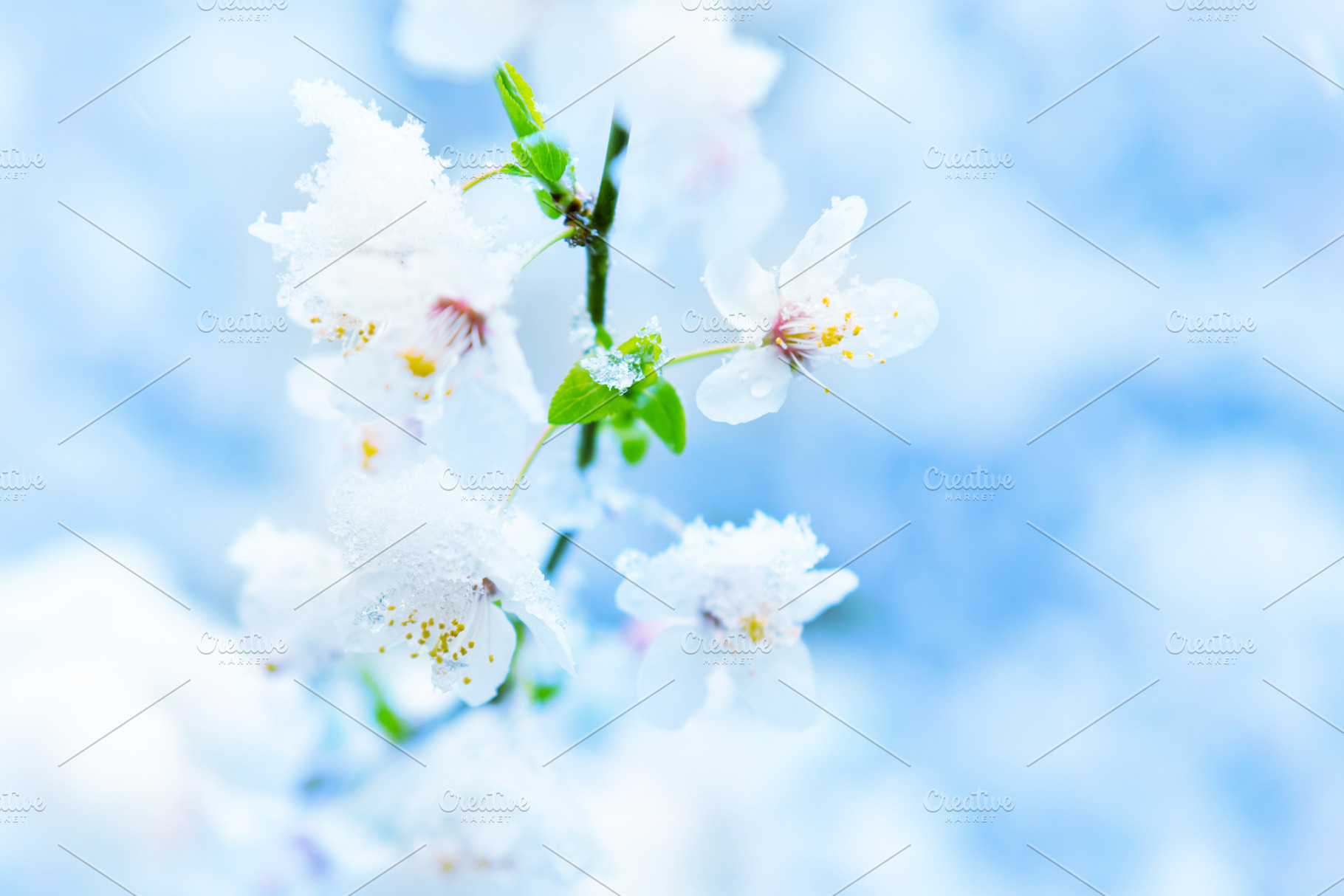 White flowers of branch cherry tree, a Nature Photo by Vapi
