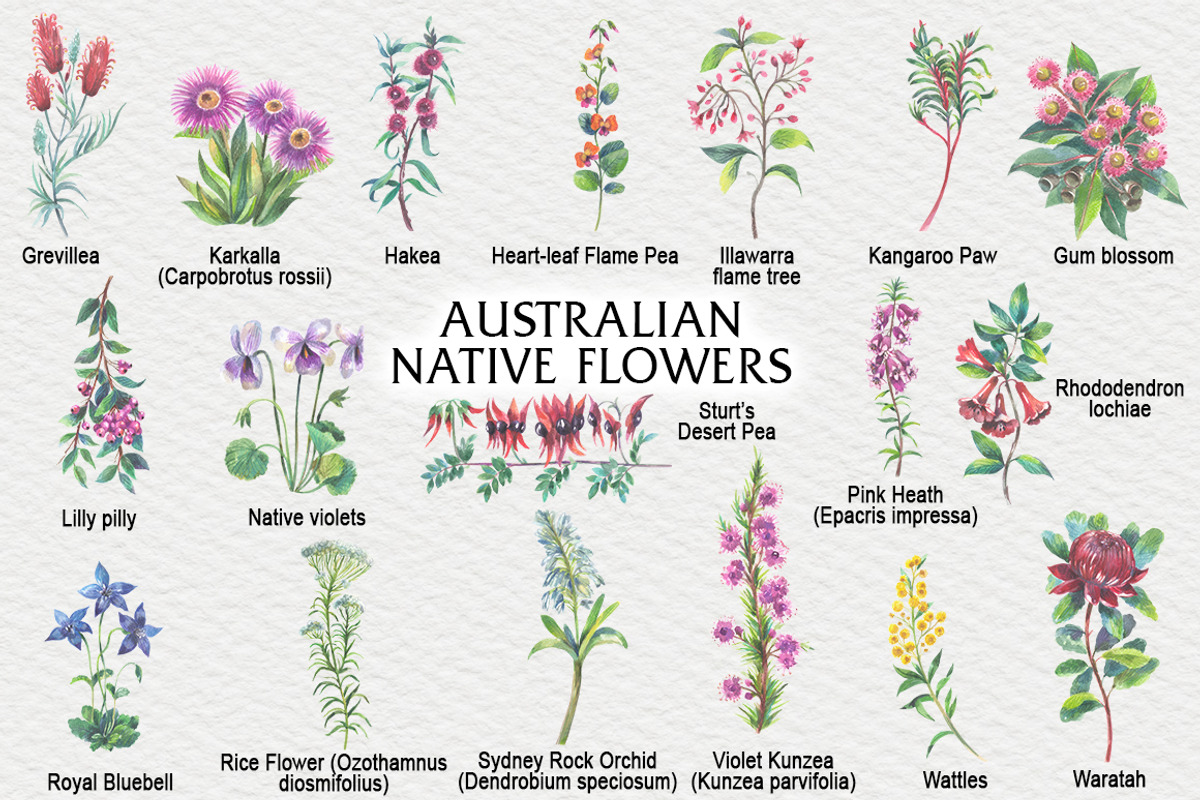Australian Native Flowers, a Seasonal Illustration by FITALARTSNEDIGI (Photo 3 of 6)