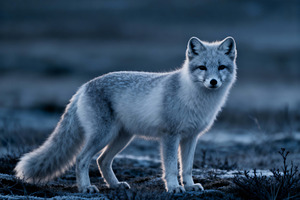 Ethereal Arctic Fox Portrait, an Animal Photo by Virgo Studio