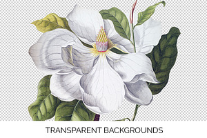 Magnolia Clipart