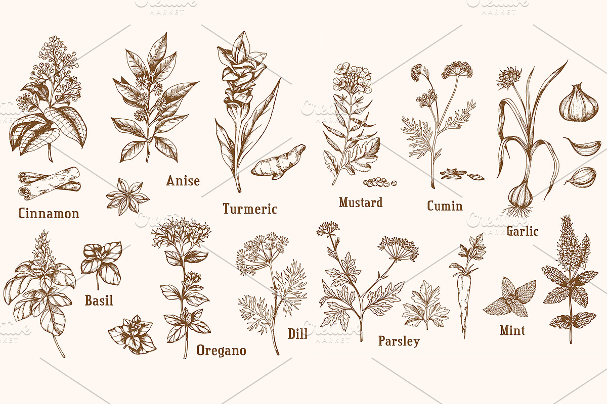 Vintage Spices and Herbs Design Kit, a Food Illustration by Artspace (Photo 3 of 8)
