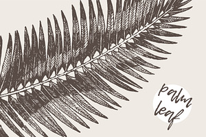 High detail hand drawn palm leaf, a Decorative Illustration by TheMountBirdStudio