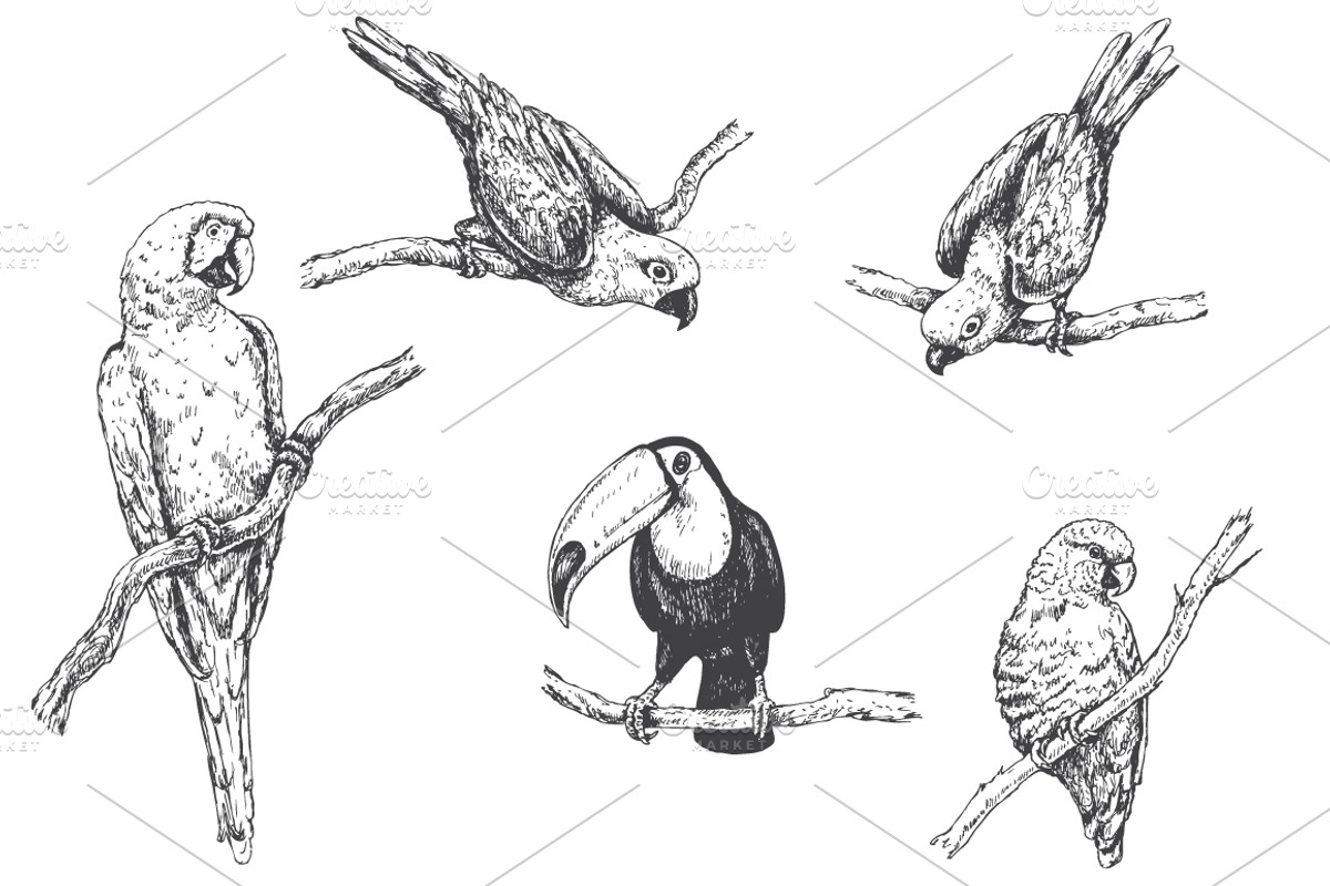 Tropical Birds Sketch, an Animal Illustration by Valentyna Smordova (Photo 2 of 5)