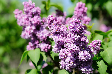 Clary Sage Flowers preview 5
