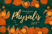 Hand drawn vector physalis.Tomatillo, a Decorative Illustration by Elena Mykhailenko (Thumbnail 1 of 9)