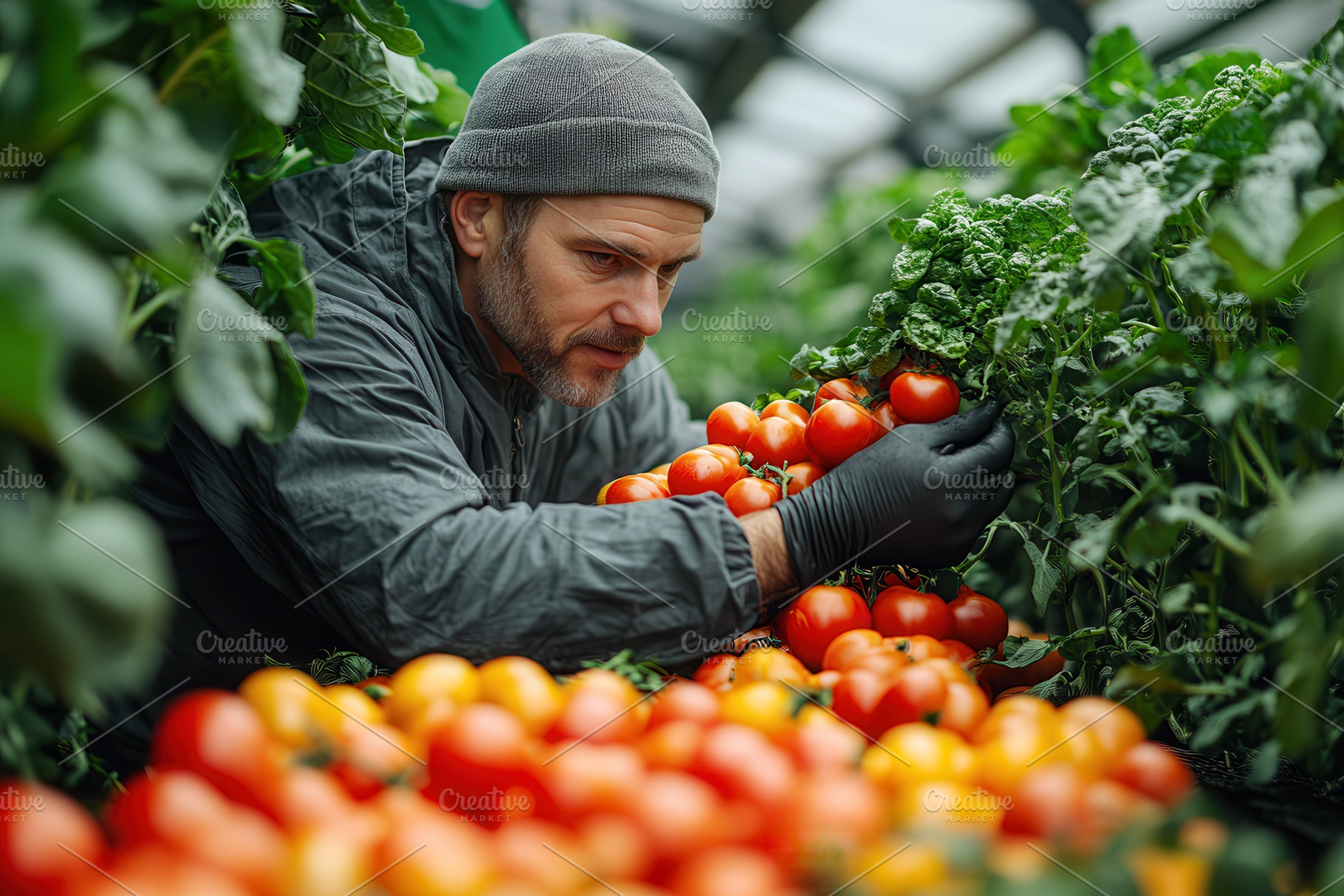 Man harvesting ripe tomatoes in a gr, a Photo by Tanuart