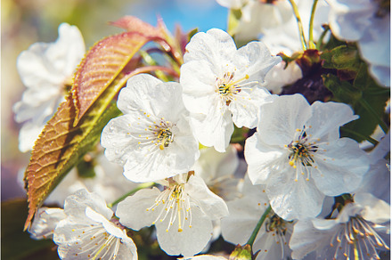 Flowering tree branches in spring, a Nature Photo by yanadjana