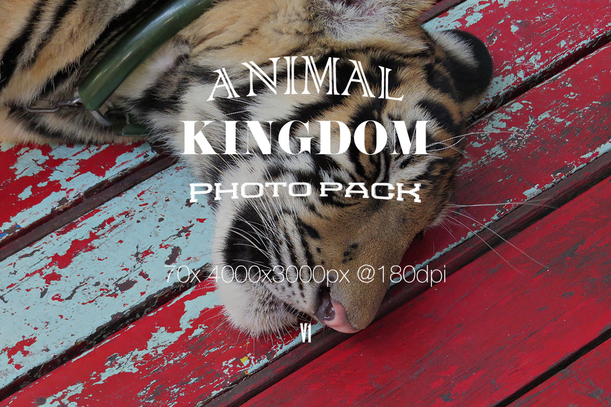 Animal Kingdom Photo Pack V1 preview 6