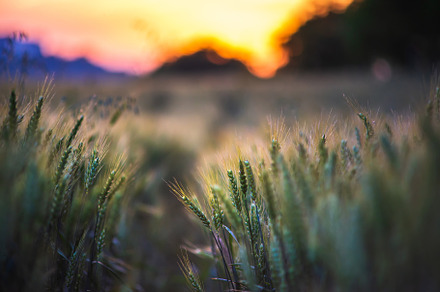 Pine Pine Pine preview 2