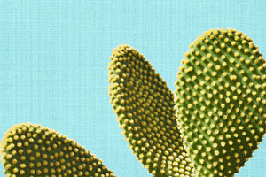 Cactus in Blue Background