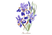 Irises set, a Decorative Illustration by Watercolor life (Thumbnail 6 of 6)