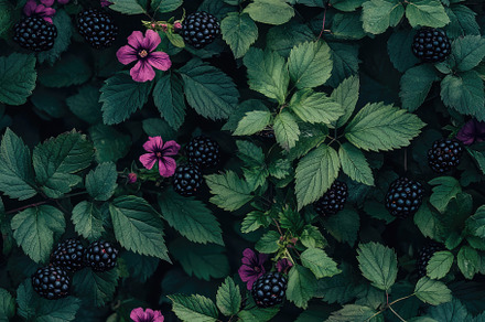 Pattern of Blackberries and Flower, a Nature Photo by Virgo Studio