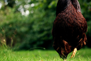 Rooster containing rooster, chicken, and farm animal