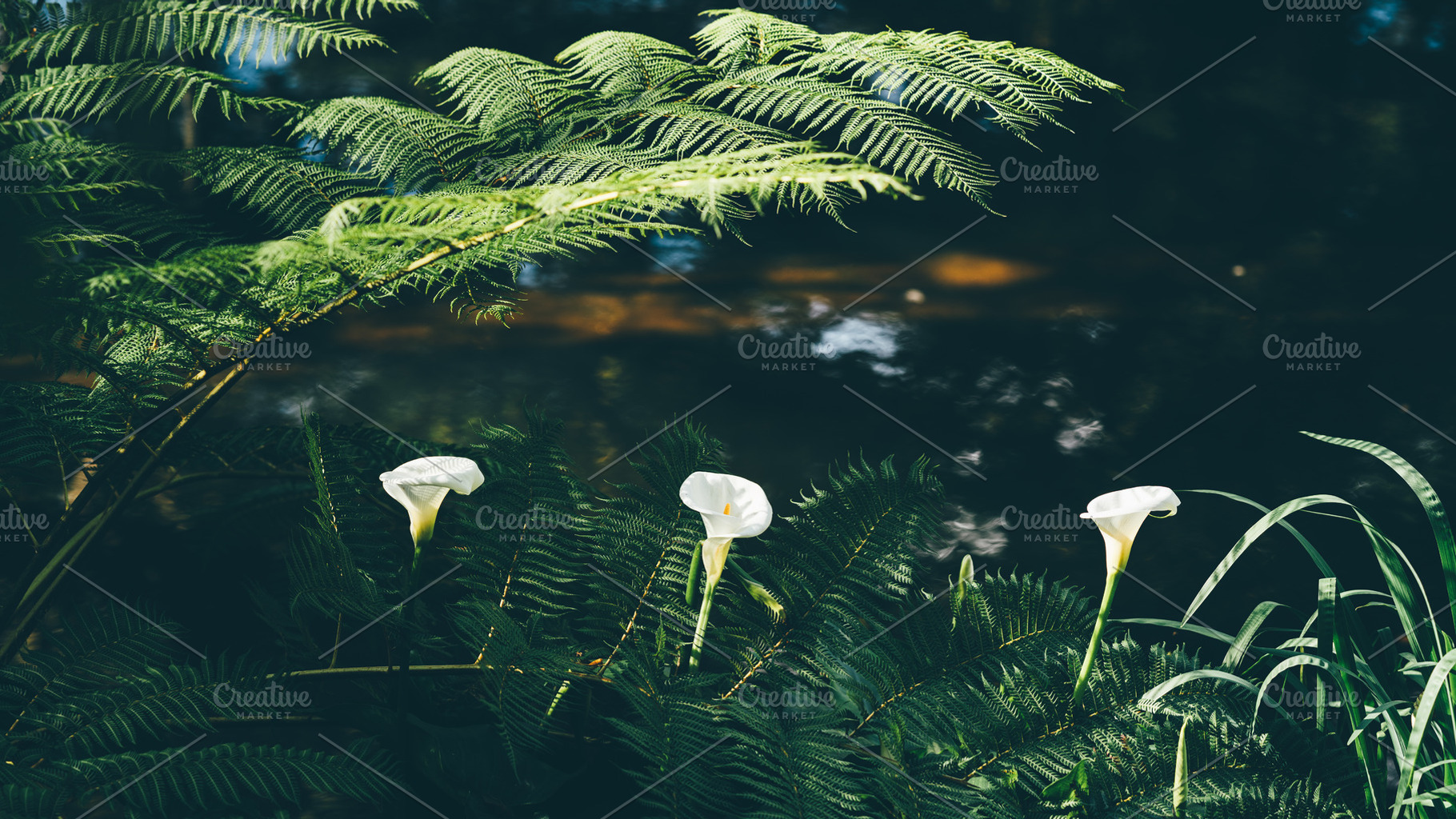 White lilies by forest pond, a Wallpaper Photo by SkyNext