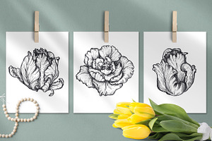 Tulip Flowers Vector Set