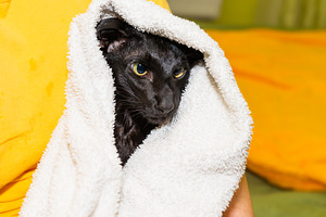Black oriental cat in towel, an Animal Photo by Vapi
