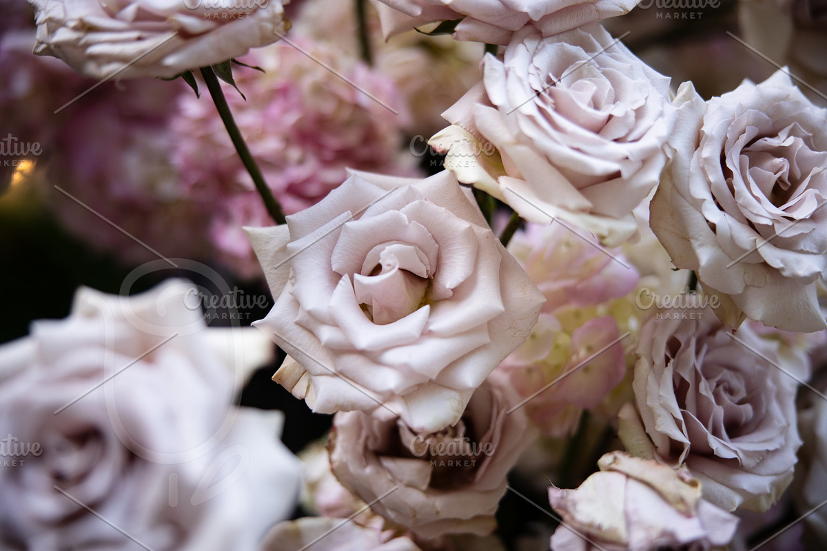 A Garden of Roses | Wedding, Events, a Nature Photo by Farewell (Photo 26 of 41)