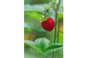 Ripe wild strawberries in the green, a Food & Drink Photo by Lukas Jonaitis SHOP
