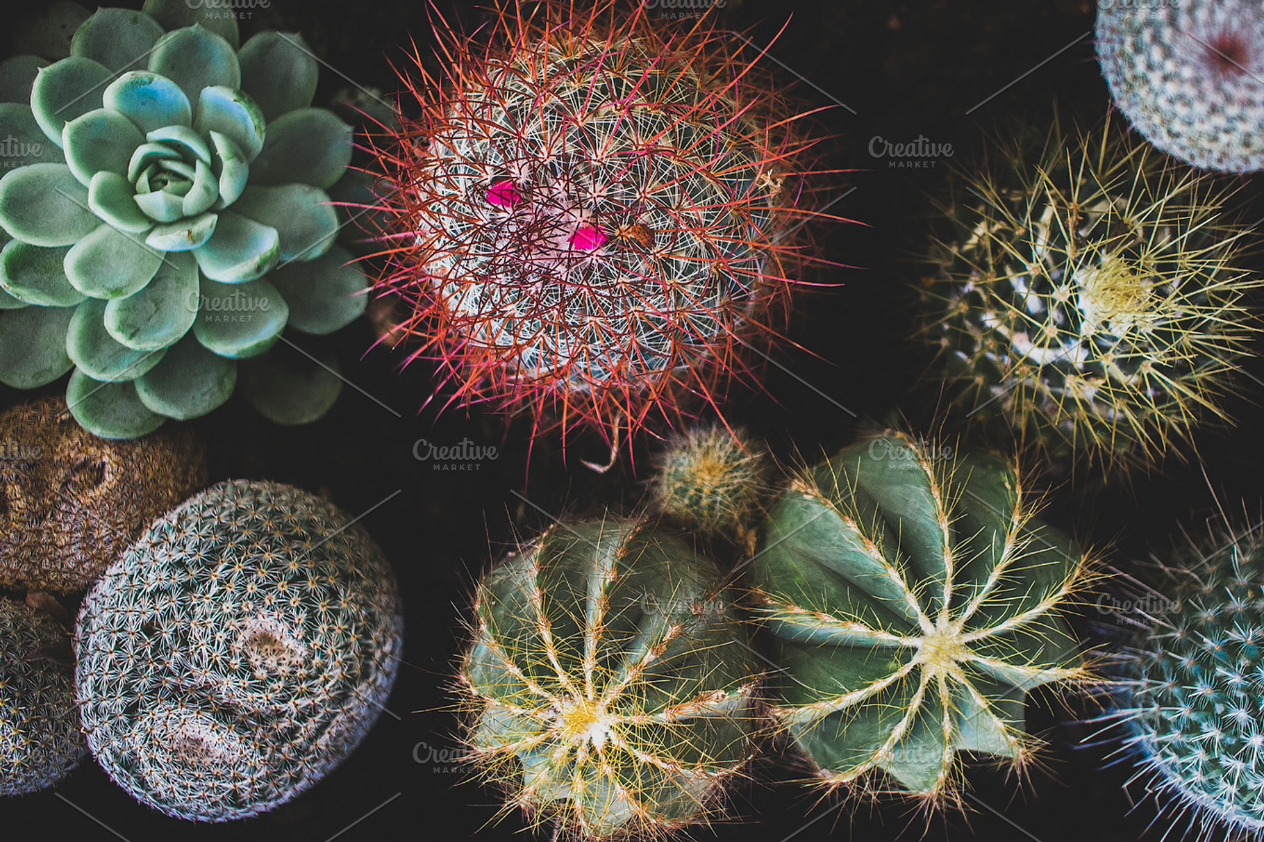 Cactus and Succulent Collection, a Nature Photo by René Jordaan Photography