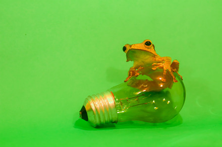 Wallace's flying frog, frogs, tree