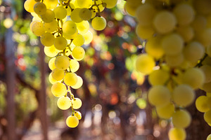 grapes in the vineyard