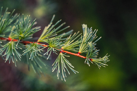 Tamarack Branch