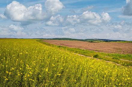 Spring rapeseed yellow blooming fields view, blue sky with cloud, a Nature Photo by YuriyB