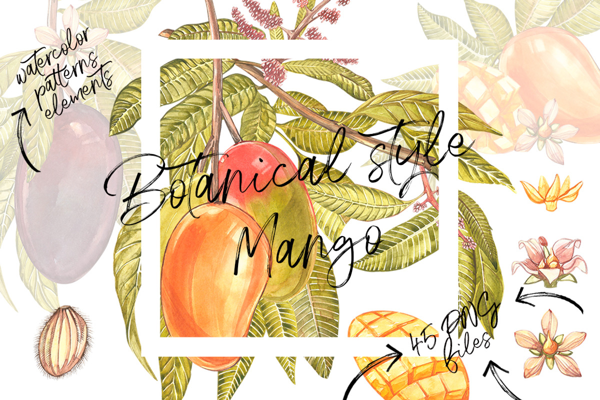Mango clipart in botanical style, a Food Illustration by Ann Astro (Photo 2 of 10)