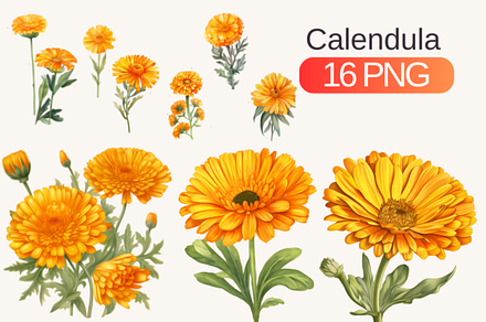 Watercolor Calendula flowers