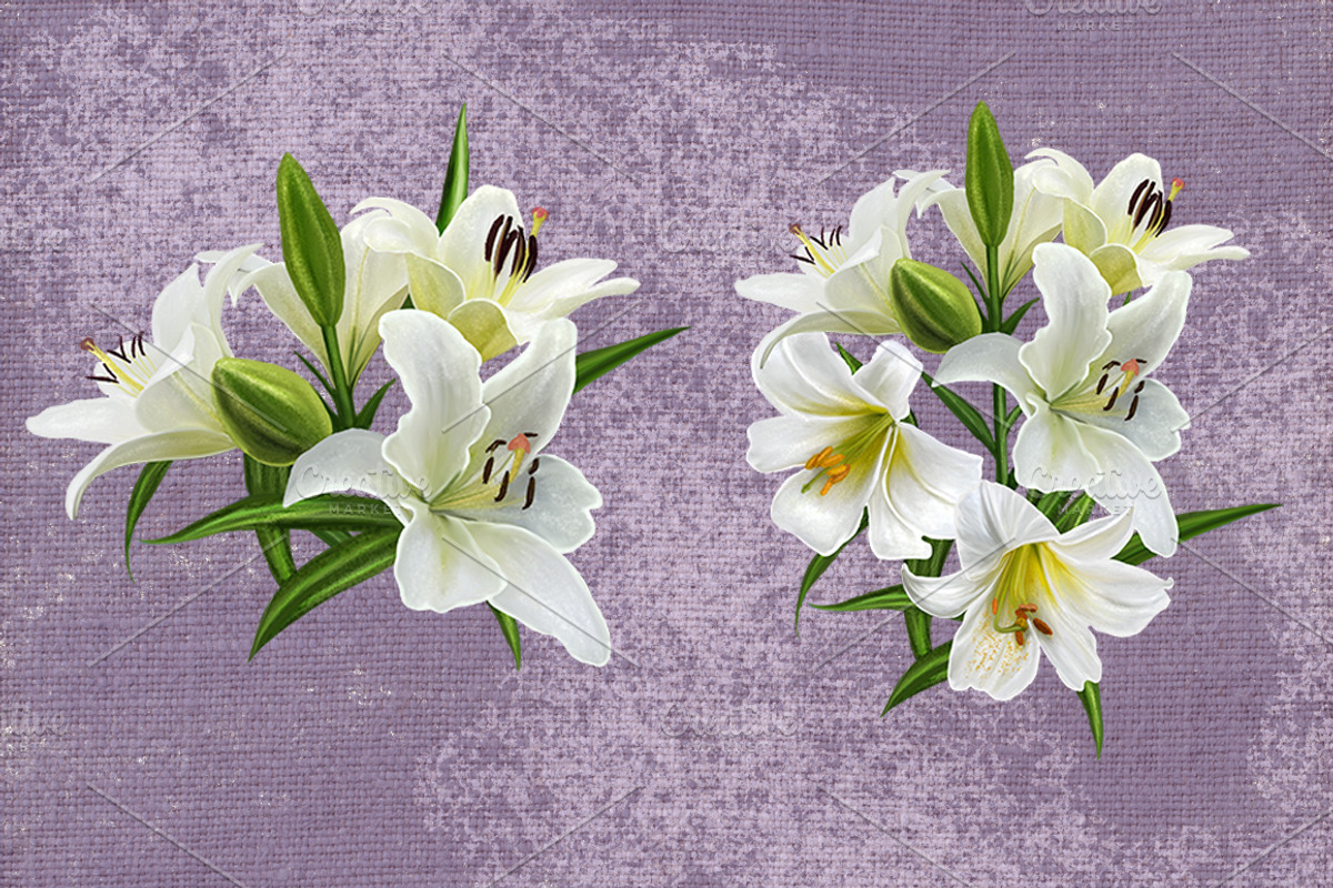 set of white lilies, an Illustration by SokolovaSv (Photo 3 of 4)