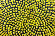 Macro detail of sunflower seeds on the plant, a Background Photo by Davizro's Market (Thumbnail 1 of 2)