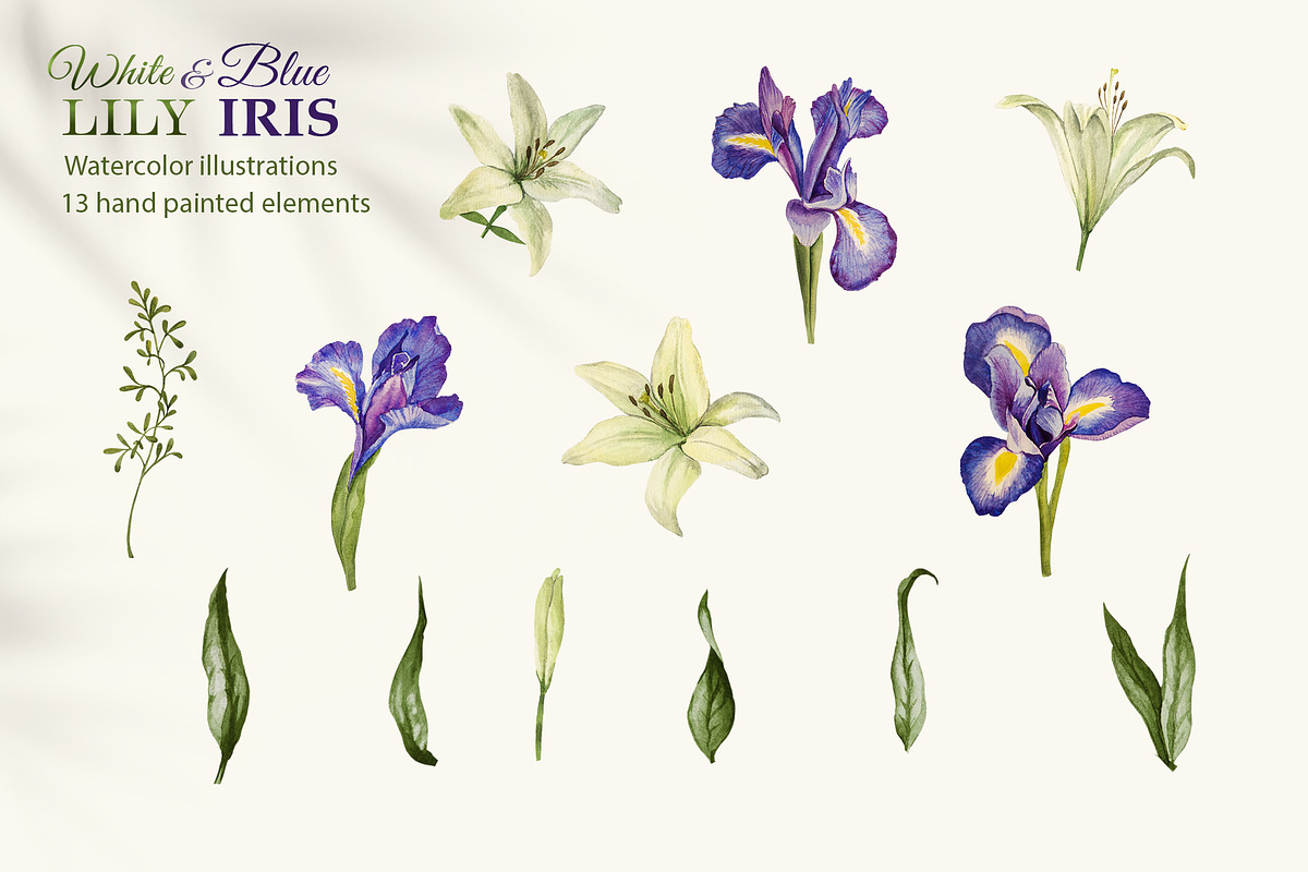 White Lily and Blue Iris set, a Decorative Illustration by L- design studio (Photo 3 of 9)