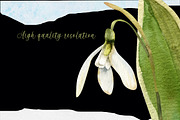 Snowdrops flowers watercolor clipart, a Decorative Illustration by Pegion art shop (Thumbnail 3 of 11)