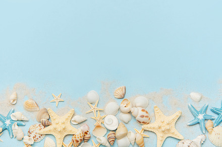 Starfish and seashells arranged on sandy blue background