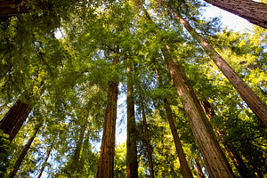 Redwood trees stock photo containing trees and red wood