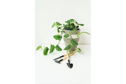 Epipremnum (scindapsus) stem, a Nature Photo by Artsaba Family