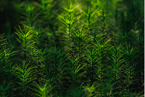 Green moss background in a sunlight, a Background Photo by Lukas Jonaitis SHOP