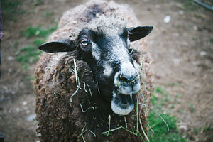 Sheep stock photo