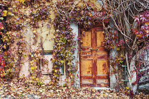 Old doors overgrown with vines, a Nature Photo by BOOCYS
