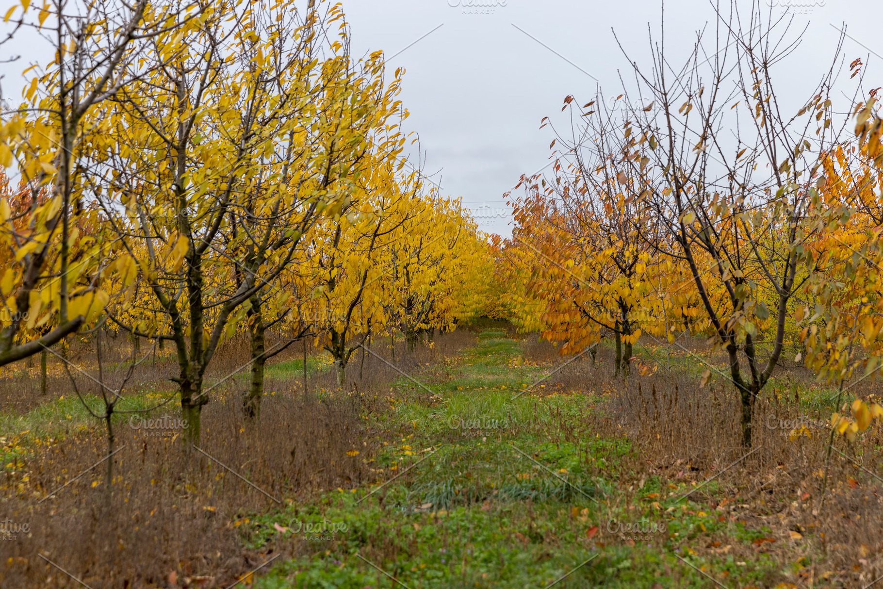 autumn leaf fall, cloudy weather in the orchard with cherries before winter, a Photo by rsoollAI