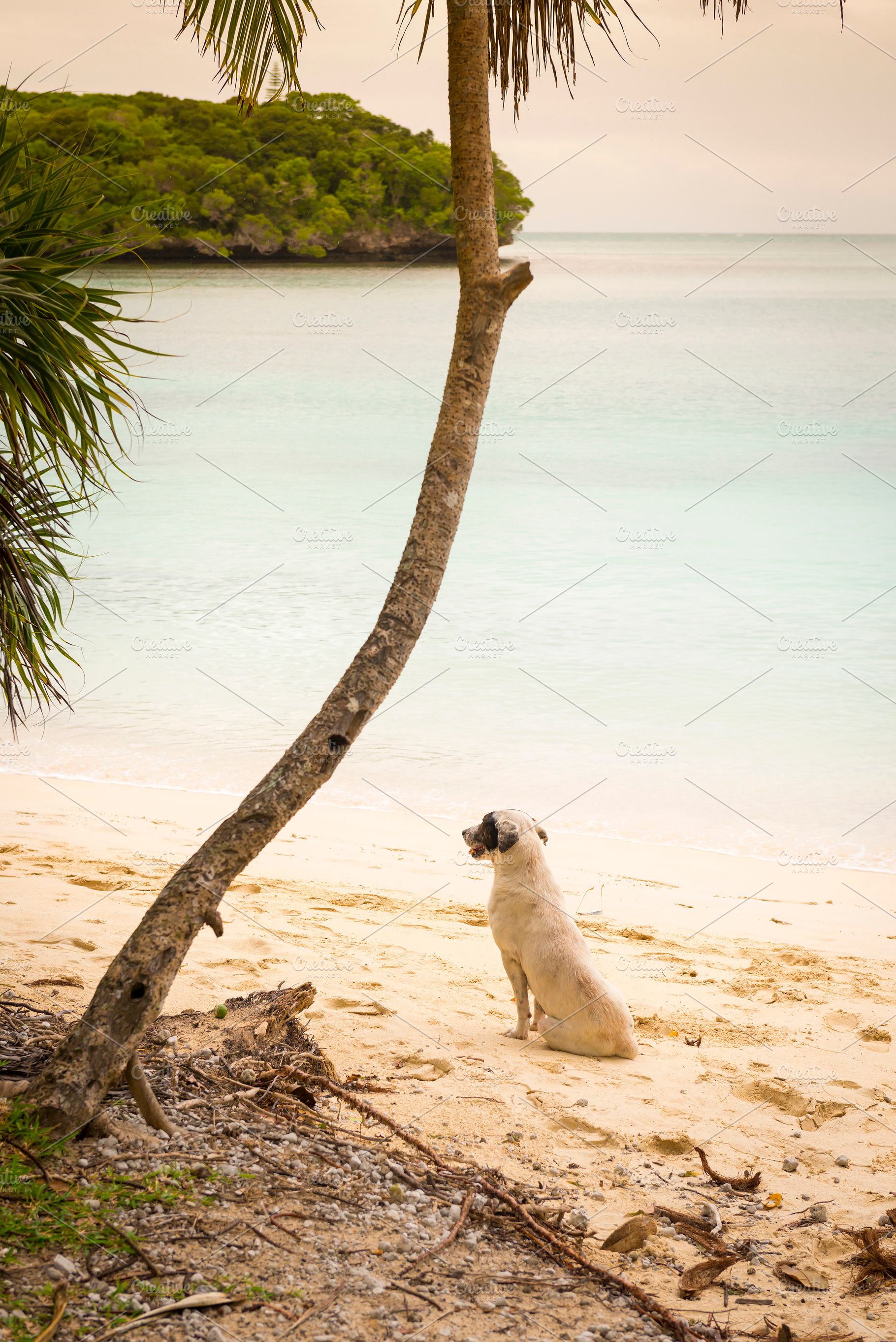Dog On Beach, an Animal Photo by THP Creative